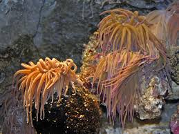 Image result for Anemonenarten