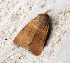 Attēlu rezultāti vaicājumam “Charanyca trigrammica”