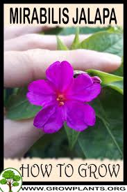 Image result for Mirabilis jalapa
