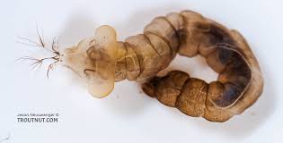 Attēlu rezultāti vaicājumam “Limoniidae”