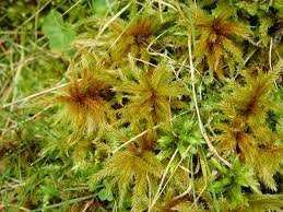 Attēlu rezultāti vaicājumam “Climacium dendroides sporophyte”