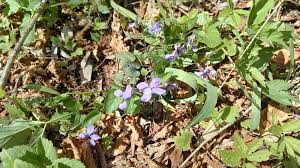 Attēlu rezultāti vaicājumam “Viola reichenbachiana”