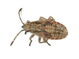 Attēlu rezultāti vaicājumam “Lygaeidae”