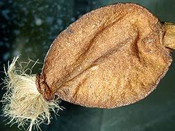 Attēlu rezultāti vaicājumam “Schistidium apocarpum sporophyte”