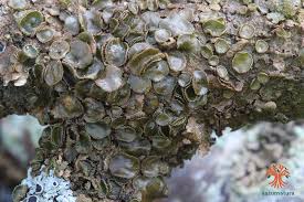 Attēlu rezultāti vaicājumam “Melanohalea exasperata”