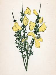 Image result for Cytisus scoparius