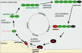 Attēlu rezultāti vaicājumam “Cyanophyta”