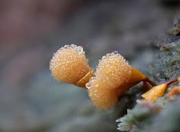 Attēlu rezultāti vaicājumam “Hemitrichia sordivesiculosa spores”