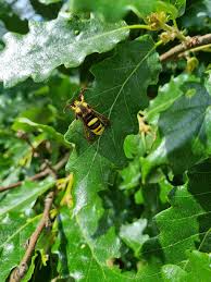 Attēlu rezultāti vaicājumam “Sesia apiformis”