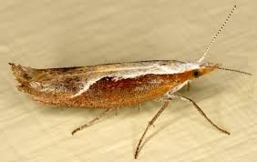 Attēlu rezultāti vaicājumam “Ypsolopha dentella”