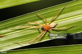 Attēlu rezultāti vaicājumam “Cheiracanthium sp.”