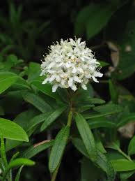 Attēlu rezultāti vaicājumam “Ledum palustre flower”