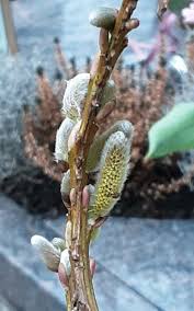 Attēlu rezultāti vaicājumam “Salix triandra”