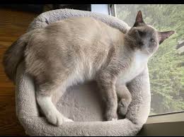 Image result for cat found