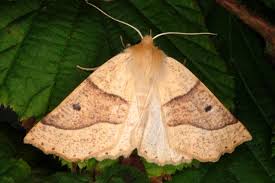 Attēlu rezultāti vaicājumam “Crocallis elinguaria”