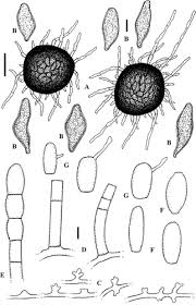 Attēlu rezultāti vaicājumam “Erysiphe galeopsidis”