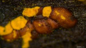 Attēlu rezultāti vaicājumam “Perichaena depressa”