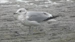 Attēlu rezultāti vaicājumam “Larus canus adult”