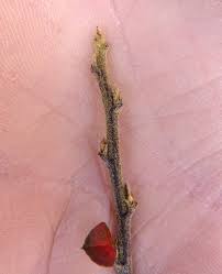 Attēlu rezultāti vaicājumam “Cotoneaster divaricatus fruit”