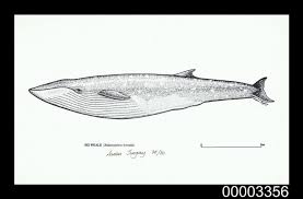 Image result for Balaenoptera borealis