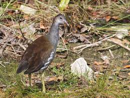 Attēlu rezultāti vaicājumam “Gallinula chloropus”