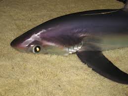 Image result for Alopias pelagicus