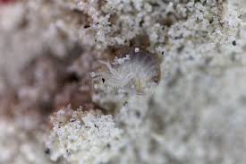 Attēlu rezultāti vaicājumam “Talitrus saltator”