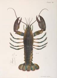 Image result for Homarus americanus