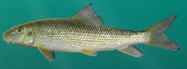 Image result for Moxostoma duquesnei