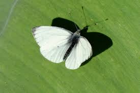 Attēlu rezultāti vaicājumam “Pieris napi”