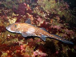 Image result for Hydrolagus colliei