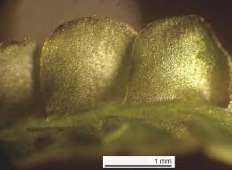 Attēlu rezultāti vaicājumam “Chiloscyphus pallescens”