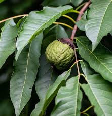 Attēlu rezultāti vaicājumam “Juglans x sinensis”