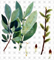 Attēlu rezultāti vaicājumam “Salix repens subsp. rosmarinifolia fruit”