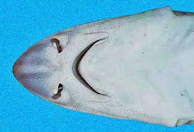 Image result for Mustelus mustelus