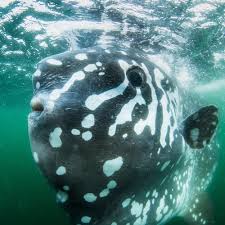 Image result for Mola alexandrini