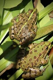 Attēlu rezultāti vaicājumam “Ranidae”