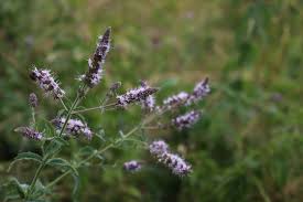 Attēlu rezultāti vaicājumam “Mentha longifolia flower”