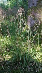 Attēlu rezultāti vaicājumam “Festuca altissima”