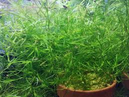 Attēlu rezultāti vaicājumam “Najas flexilis leaf”