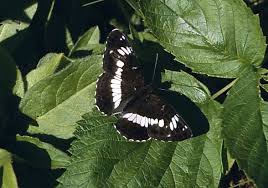 Attēlu rezultāti vaicājumam “Limenitis camilla”