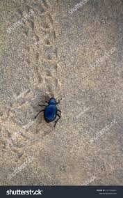 Attēlu rezultāti vaicājumam “Blaps mortisaga”