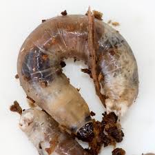 Attēlu rezultāti vaicājumam “Atylotus sp.”