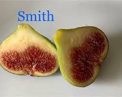 Attēlu rezultāti vaicājumam “Centaurea jacea fruit”