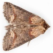 Attēlu rezultāti vaicājumam “Abrostola triplasia”