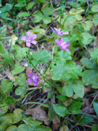 Attēlu rezultāti vaicājumam “Oxalidaceae”