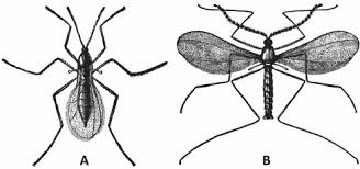 Attēlu rezultāti vaicājumam “Rabdophaga degeeri”