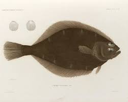 Image result for Hippoglossoides platessoides