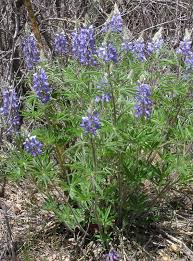 Image result for Lupinus polyphyllus Lindl.