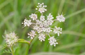 Attēlu rezultāti vaicājumam “Peucedanum palustre leaf”